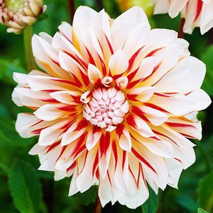 Dahlie Großblütige Caribbean Fantasy 1 st.