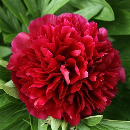 Pfingstrose Gefüllte Päonie Red Sarah Bernhard 1 st.