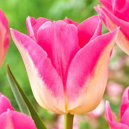 Triumph Tulpe Dynasty 5 st.