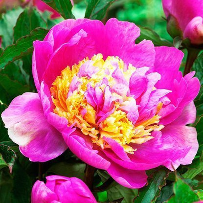 Pfingstrose Päonie  Mr. G. F. Hemerick 1 st.