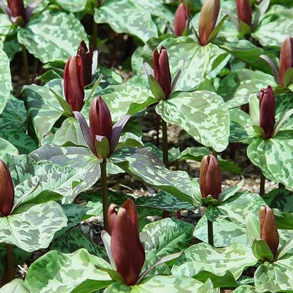 Trillium Waldlilien Cuneatum 1 st.