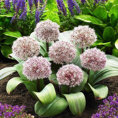 Allium Blauzungenlauch Karataviense 5 st.