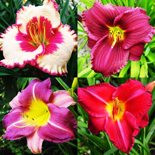 Taglilien-Rosa-Set mit 4 Stück