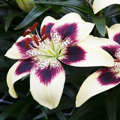 asiatische Lilie Patricia's Pride 1 st.