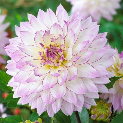 Dahlie Dekorativ Crazy Love 1 st.