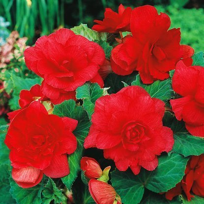 Gefüllte Begonie Rot 1 st.