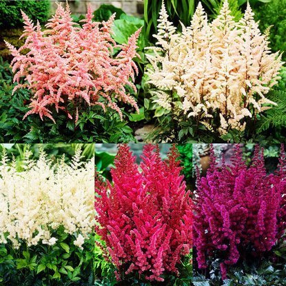 Set 235 ASTIBLE 5-teilig