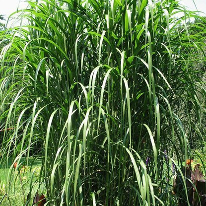 Chinaschilf Ziergräser Miscanthus Giganteus 1 st.