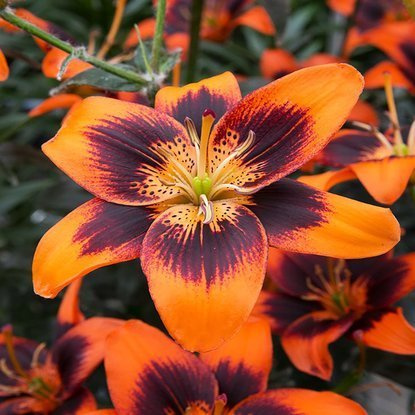 asiatische Lilie Twosome 1 st.