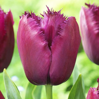 Tulipan (Tulipa) World Expression 5 szt.