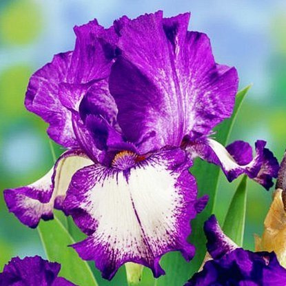 Schwertlilie Iris Germanica Stepping Out 1 st.