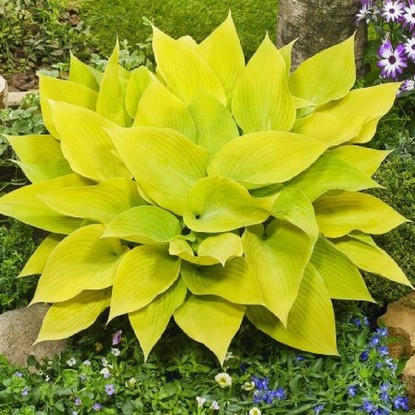 Funkie hosta Sunny Halcyon 1 st.