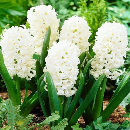 Präparierte Hyacinthus Weiß Top White 3 st.