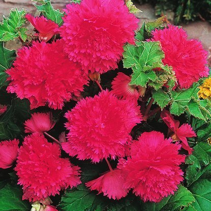 Fetzen Begonie Rosa 1 st.