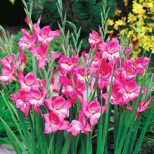 Gladiole Bambino Charm 5 st.