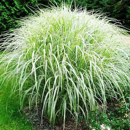 Chinaschilf Ziergräser Miscanthus Variegatus 1 st.