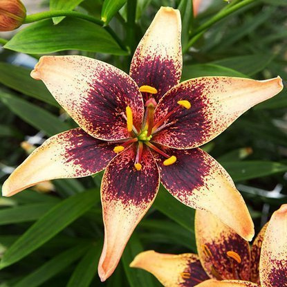 asiatische Lilie Whistler 1 st.