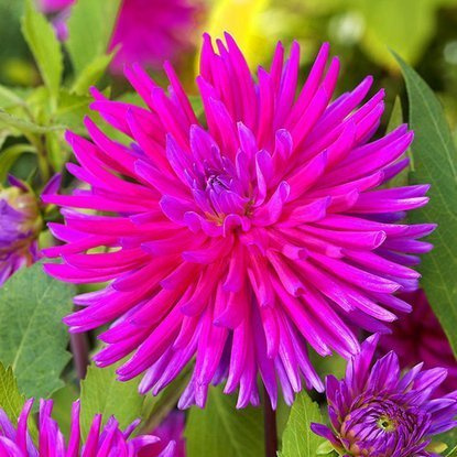 Dahlie Kaktus Purple Gem 1 st.