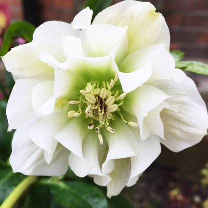 Christrose Helleborus Double Ellen White 1 st.