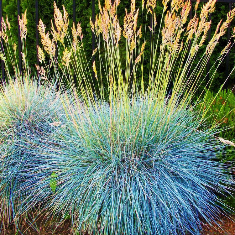 Blauschwingel Festuca Glauca Eljach Blue 1 st.