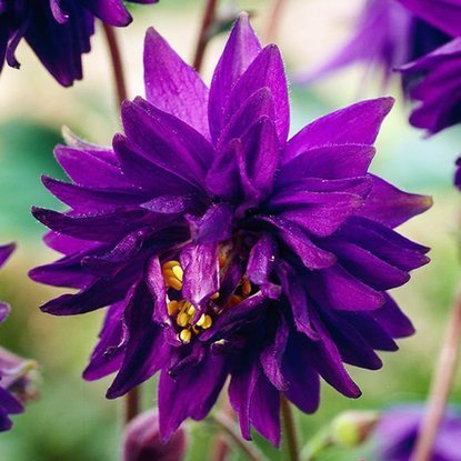 Akeleien Aquilegia Blue Barlow 1 st.
