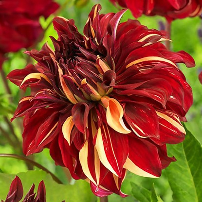 Dahlie Dekorativ Bohemian Spartacus 1 st.