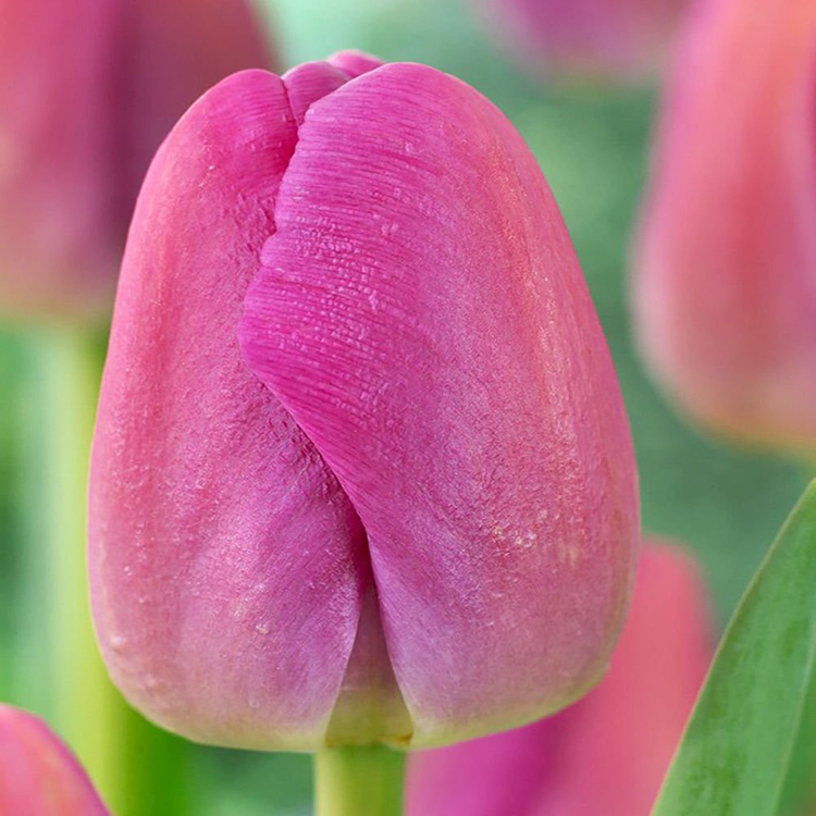 Riesen Tulpe Purple Pride 5 st.