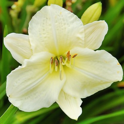 Taglilie Hemerocallis Joan Senior 1 st.