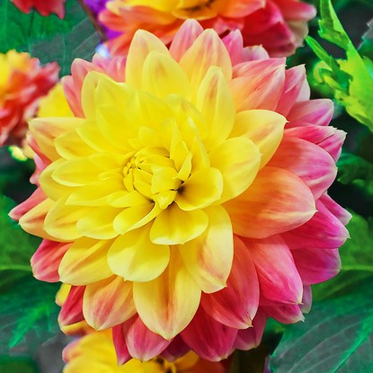 Dahlie Dekorativ October Sky 1 st.