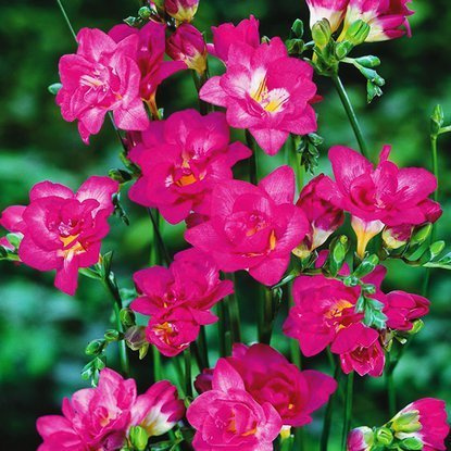 Freesien Gefüllter Rose 10 st.