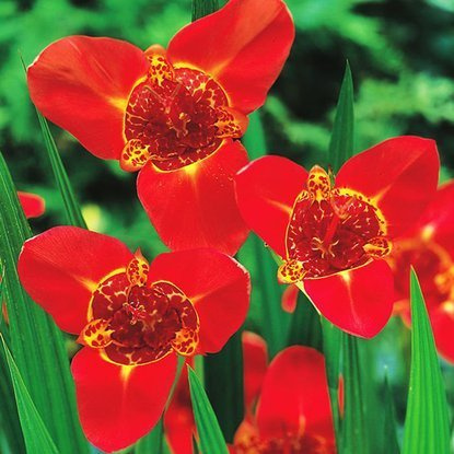 Tigerblumen Pfauenlilie Speciosa 10 st.