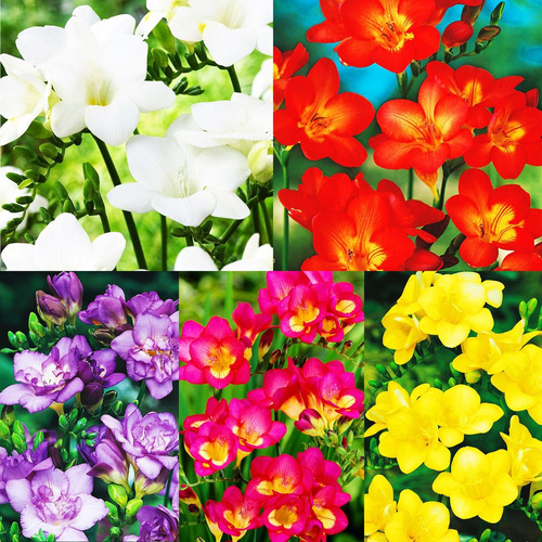 Set 42 Fressia Double - Voll-Freesie 50-tlg.