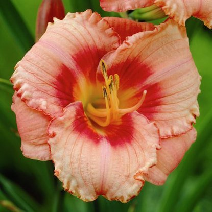 Taglilie Hemerocallis Strawberry Candy 1 st.
