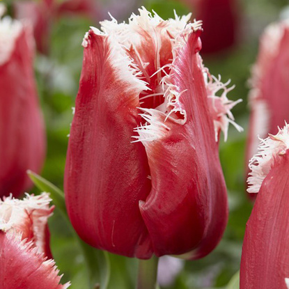 Crispa Tulpe New Santa 5 st.