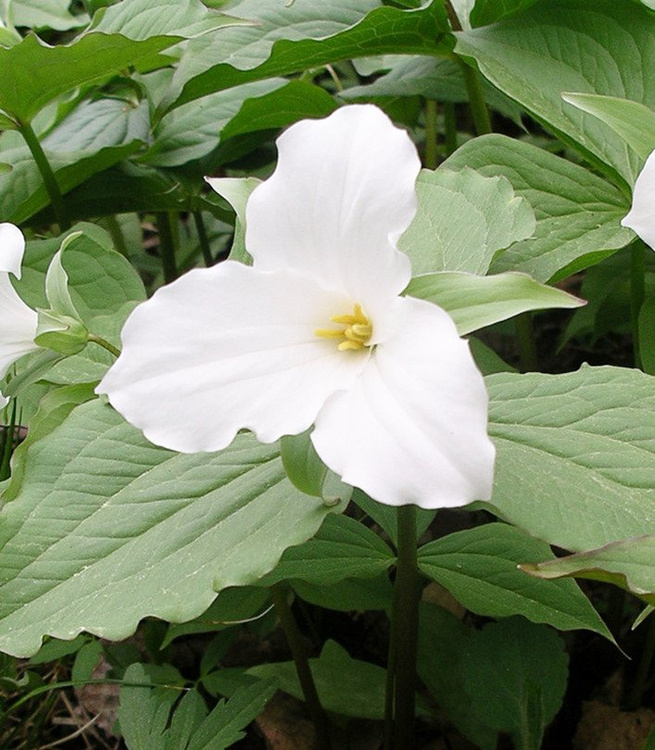 Trillium Waldlilien Grandiflorum 1 st.