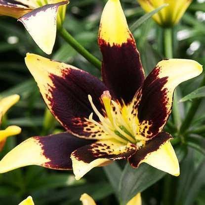 asiatische Lilie Easy Dance 1 st.