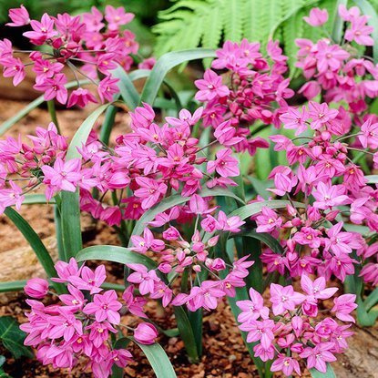Allium Zierlauch Oreophilium 20 st.