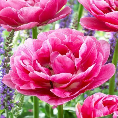 frühblühende gefüllte Tulpe Aveyron 5 st.