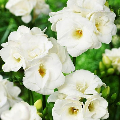 Freesien Gefüllter Weibe 10 st.