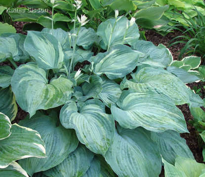 Funkie hosta Guardian Angel 1 st.