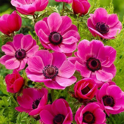 Anemone Windröschen Sylphide 10 st.