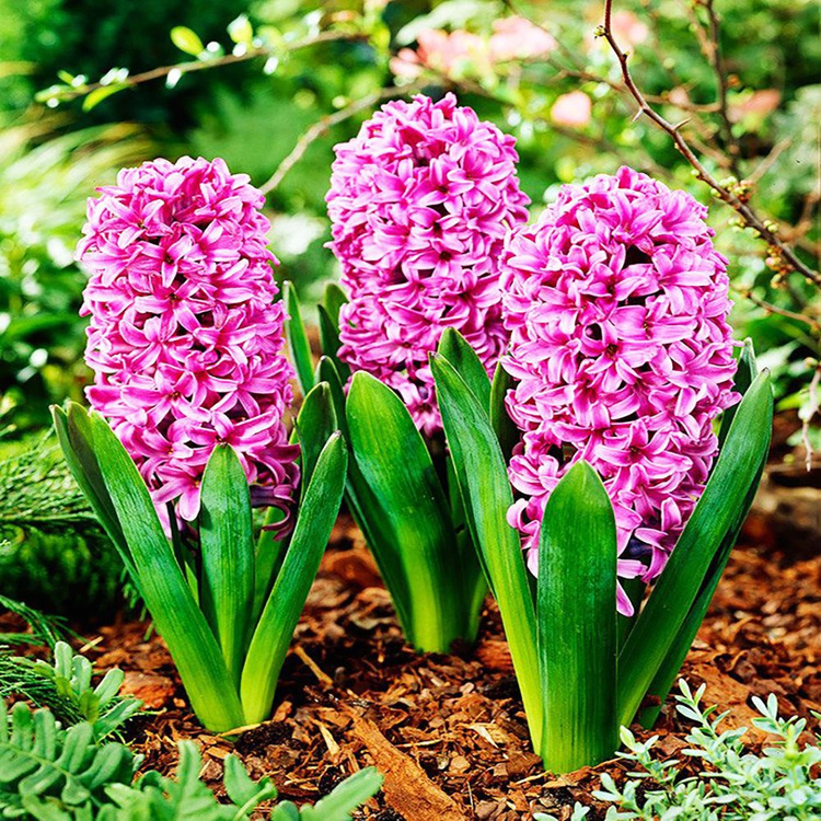 Präparierte Hyacinthus miss saigon 3 st.