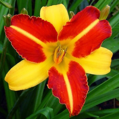 Taglilie Hemerocallis Frans Halls 1 st.