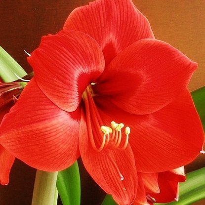 Rittersterne Hippeastrum Floris Hekker 1 st.