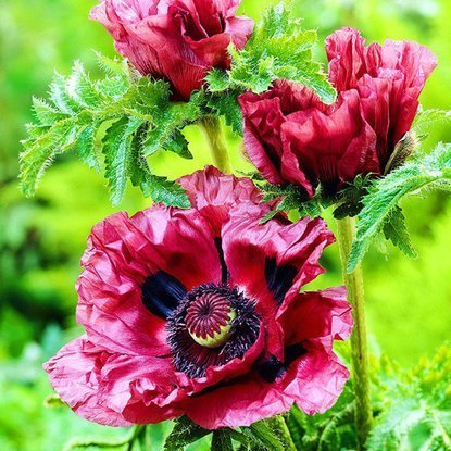 Mohn  Papaver Orientale Patty's Plum 1 st.