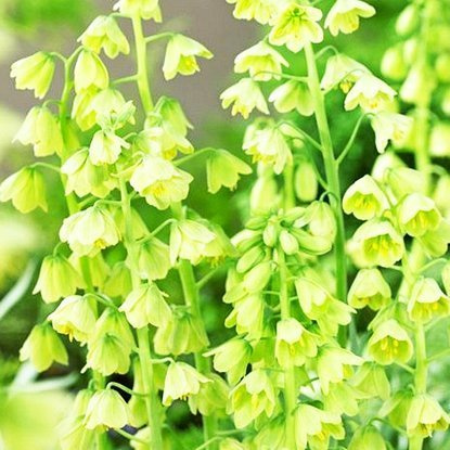 kaiserkrone schachbrettblume Persische Weiße 1 st.