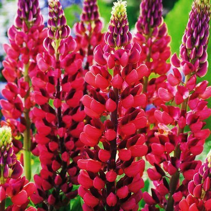 Lupinen Rote My Castle 1 st.