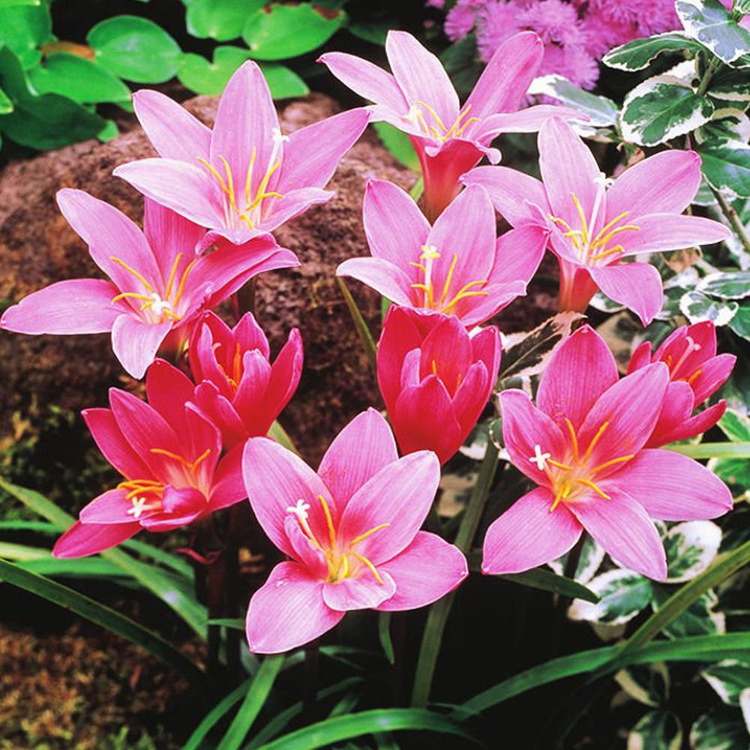 Zephyranthes Regenlilie Rozea 5 st.