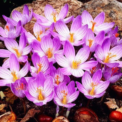 Herbstkrokus Crocus Speciosus Conqueror 10 st.