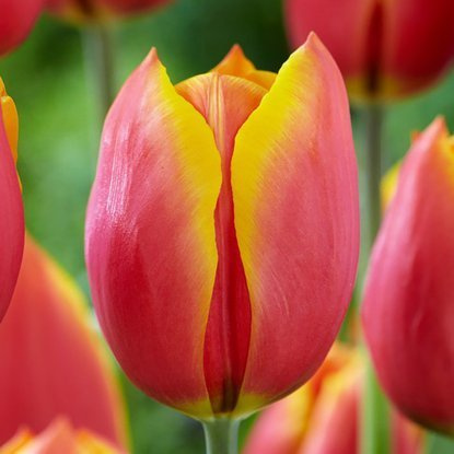 Triumph Tulpe Luba 5 st.